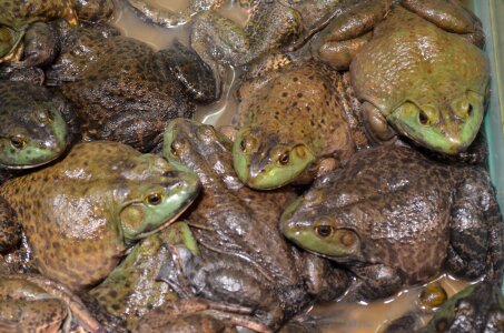 Food pet tadpole