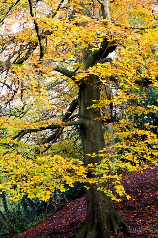 Tree color background