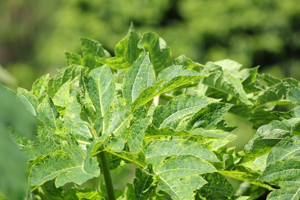 Leaves stem green