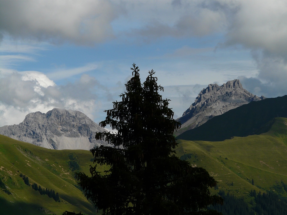Mountain tree fir tree