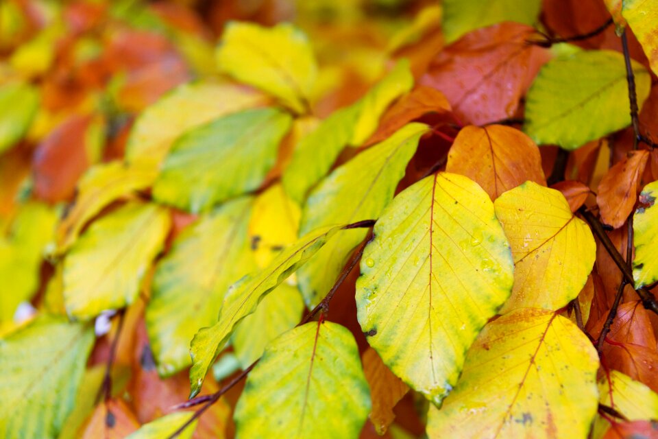 Branch brown color