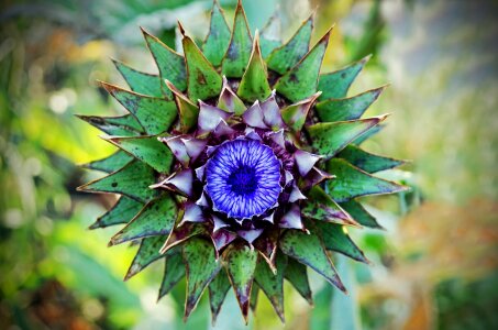 Flowering adornment decorative