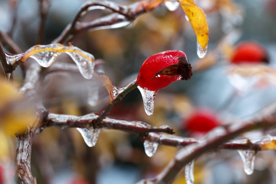 Crystal freeze frost