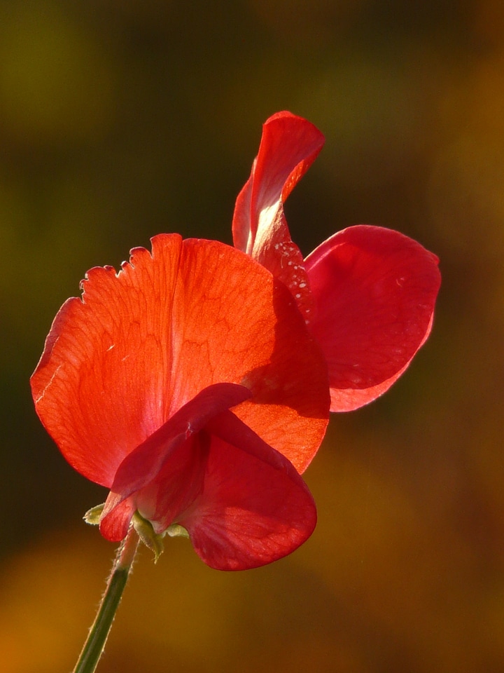 Faboideae legume red