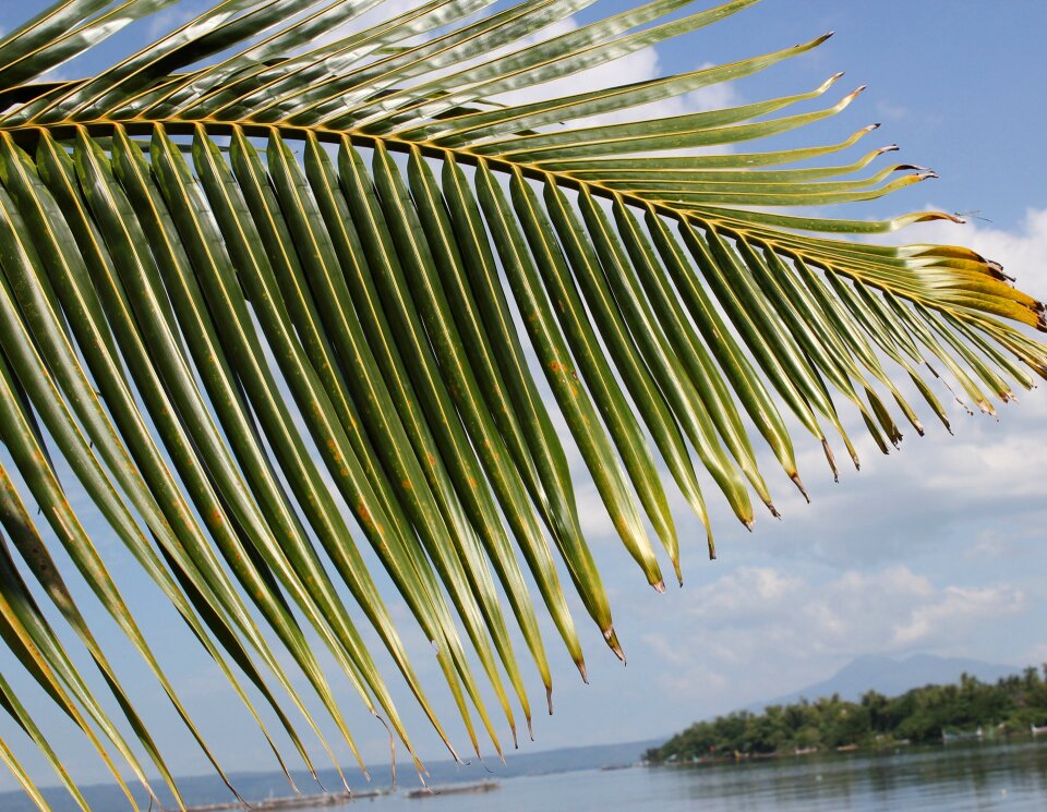 Plants background coconut leaves