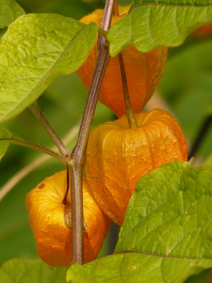 Bladder cherry physalis nachtschattengewächs