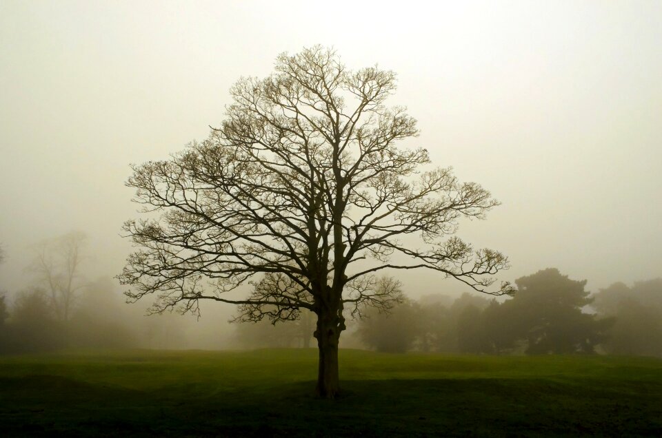 Trees seasons england