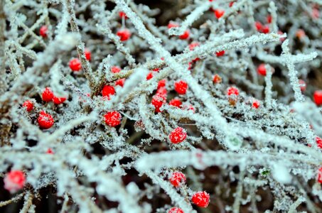 Winter seasons nature