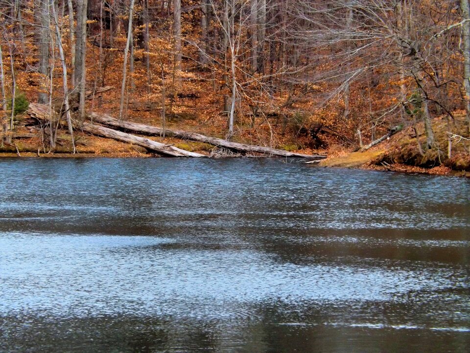 State forest woods tree