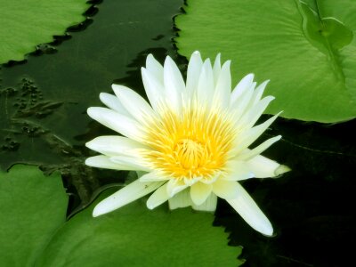 Pond leaves round leaves photo