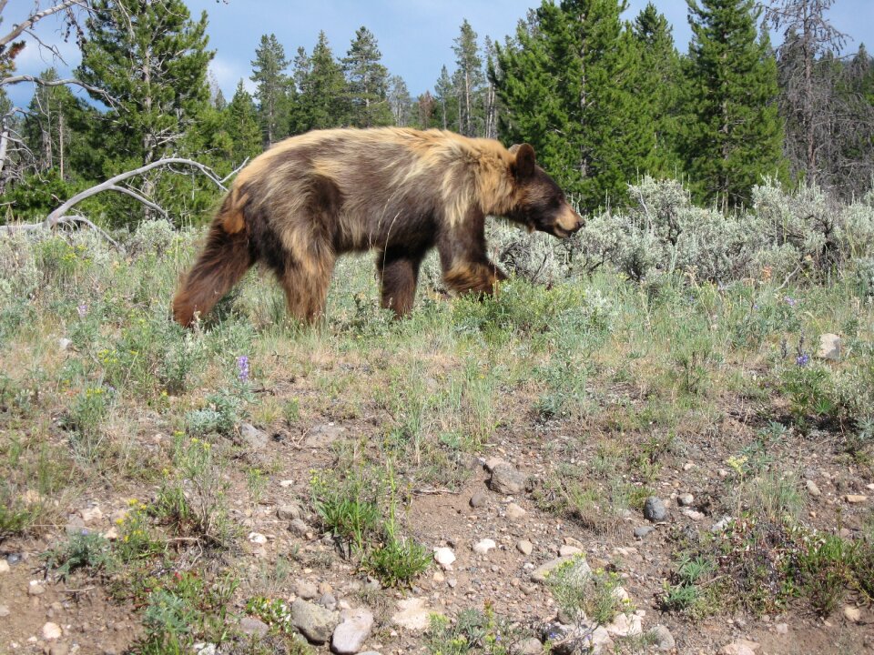 Wyoming usa animal