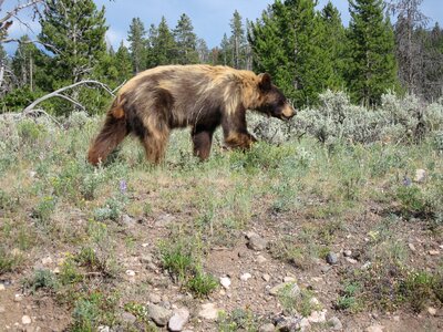 Wyoming usa animal
