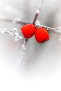 Flora freeze frost