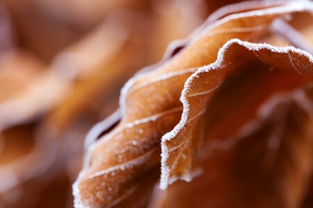 Frost frosty frozen