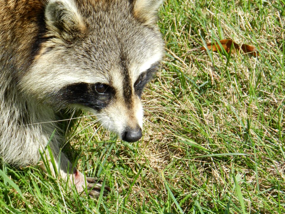 Procyon lotor face nature