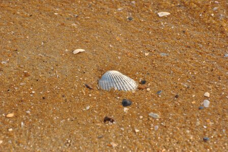 Seashell pattern background