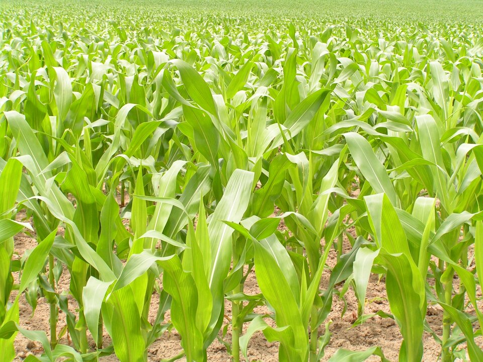 Grow farm corn