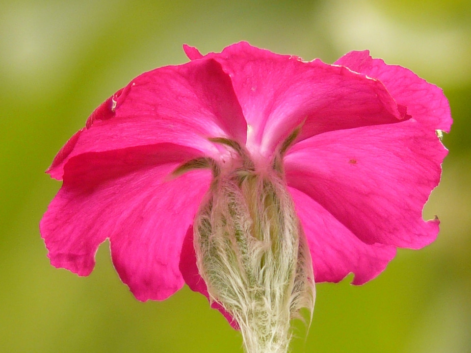 Flower blossom bloom