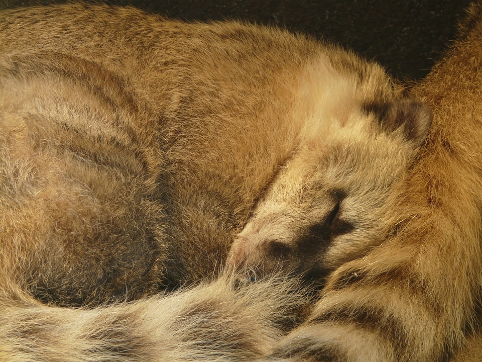 Fur creature predator