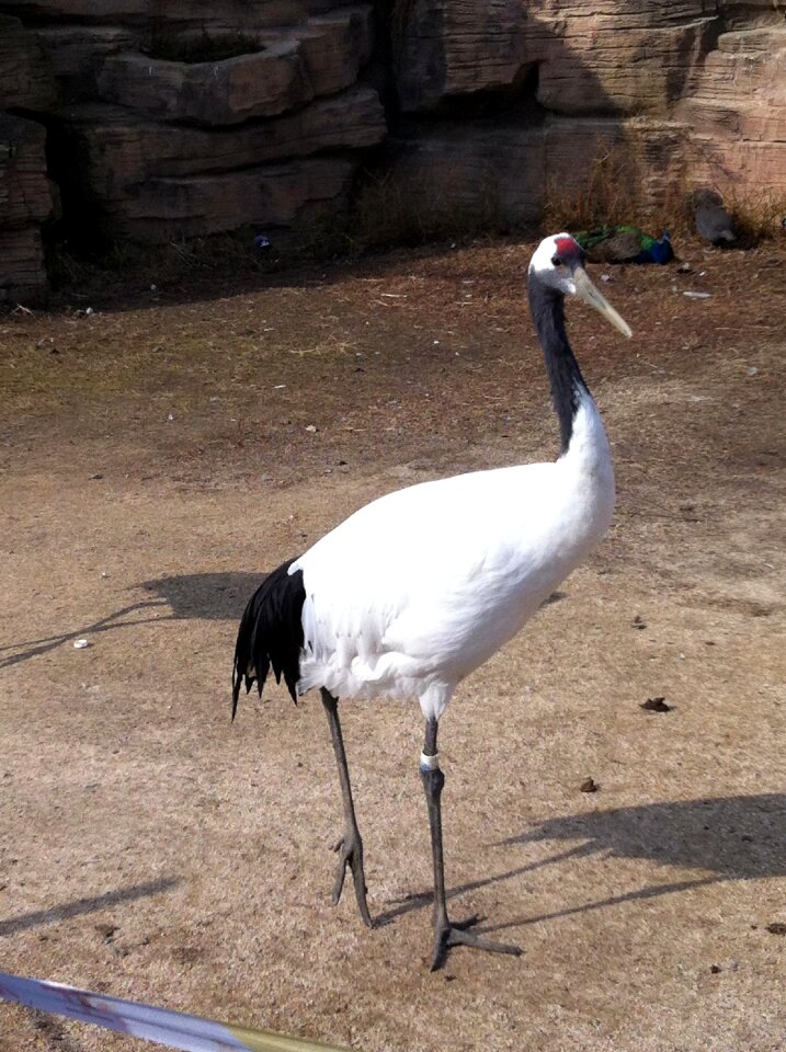 Feather sandhill cranes animal