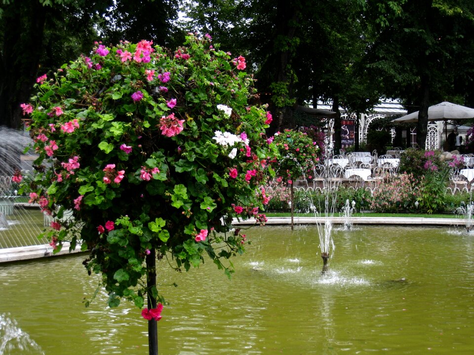 Flowers tree summer