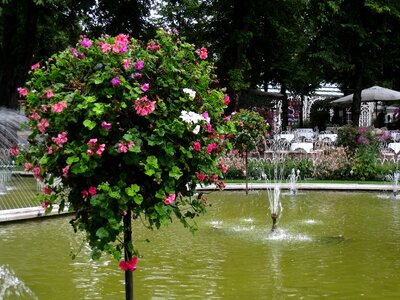 Flowers tree summer