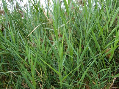 Grasses nature blade of grass