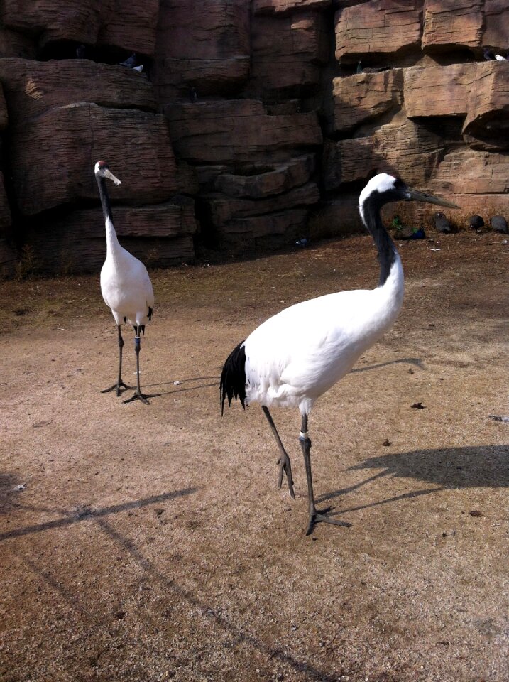 Bird feathers the beak wild