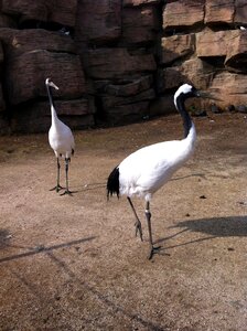Bird feathers the beak wild