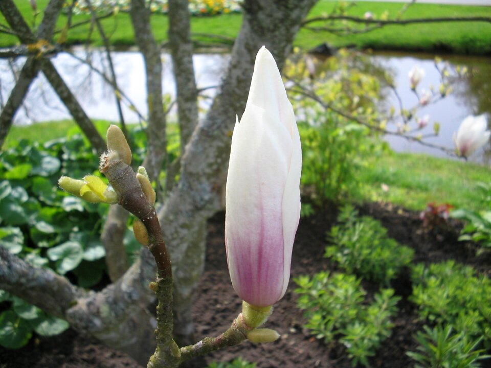 Flower spring water