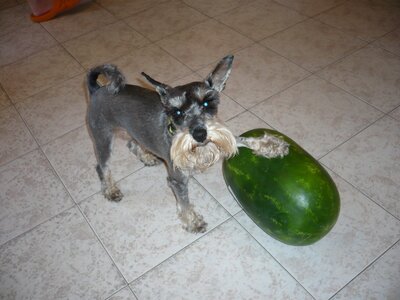 Dog melon schnauzer