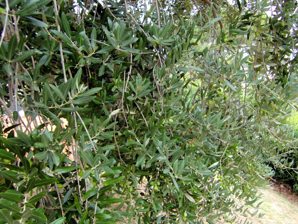 Leaves olives tree