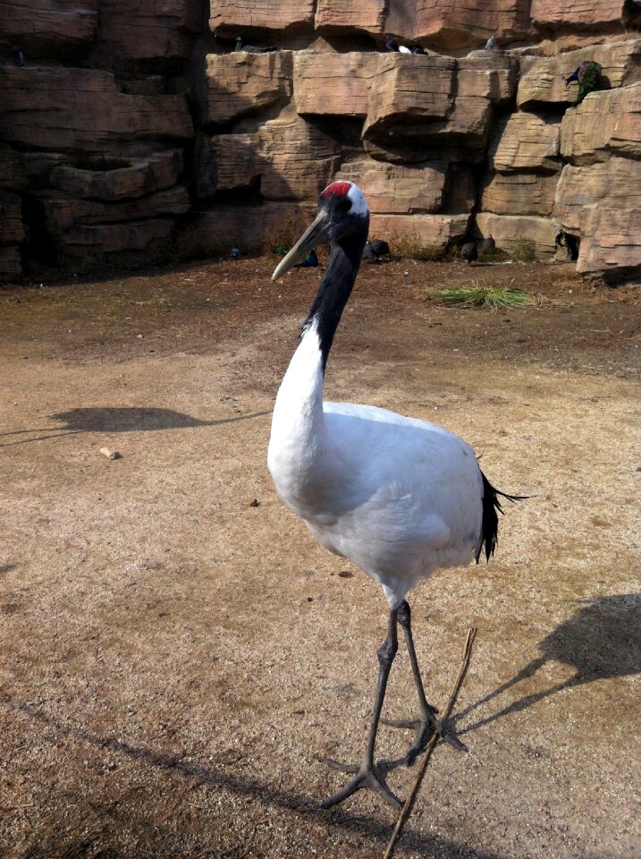 Bird feathers the beak wild