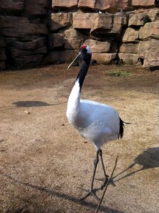 Bird feathers the beak wild