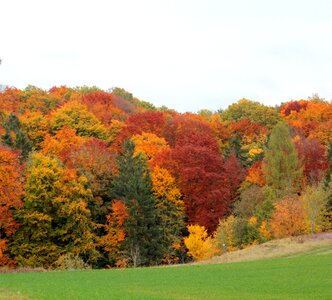 Colorful leaves leaves colored photo