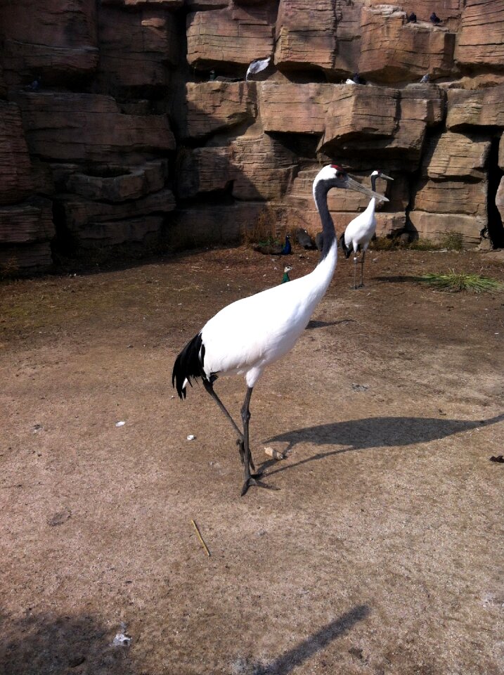 Bird feathers the beak wild