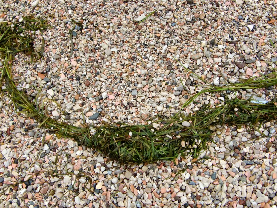 Stones tang sea grass