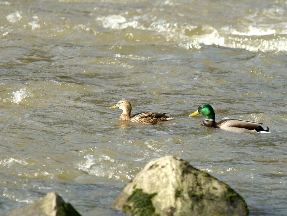 River ducks pair of ducks