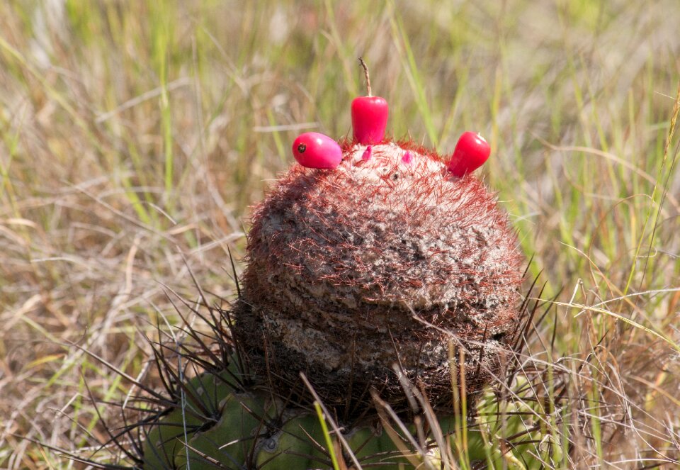 Nature outside food