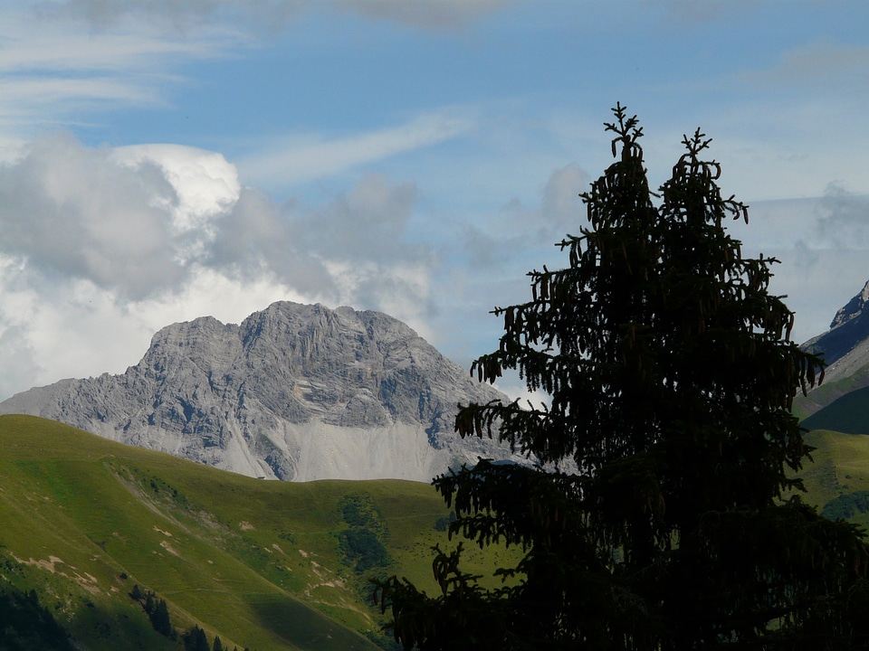 Mountain tree fir tree