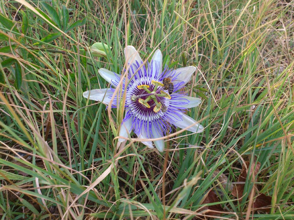 Passion flower exotic bloom