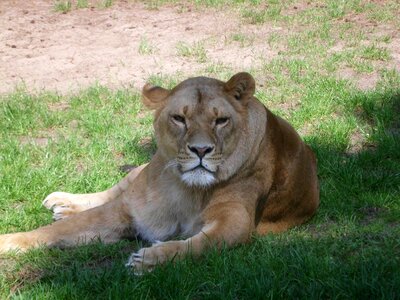 Zoo nature lion photo