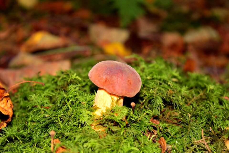 Nature forest edible