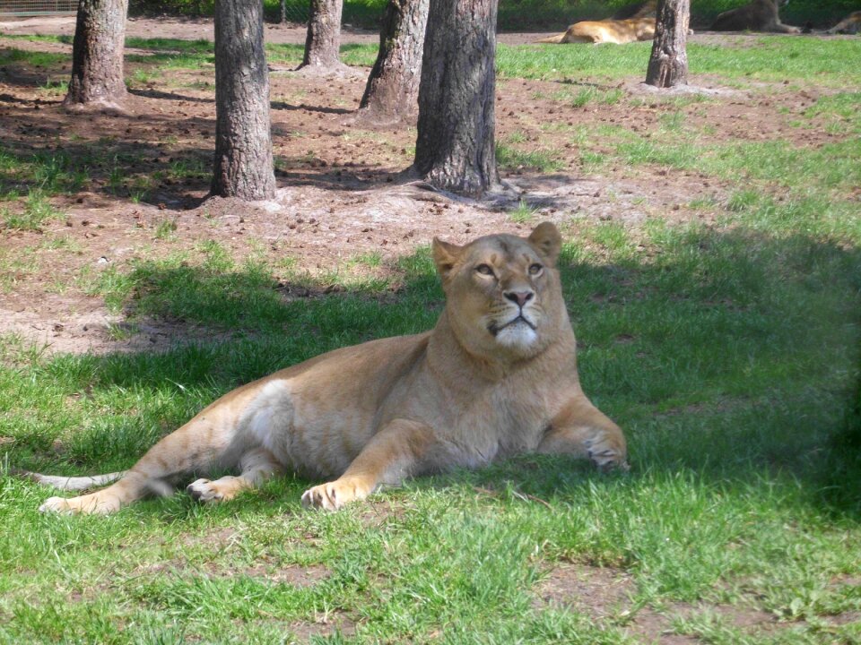 Big cat nature lion