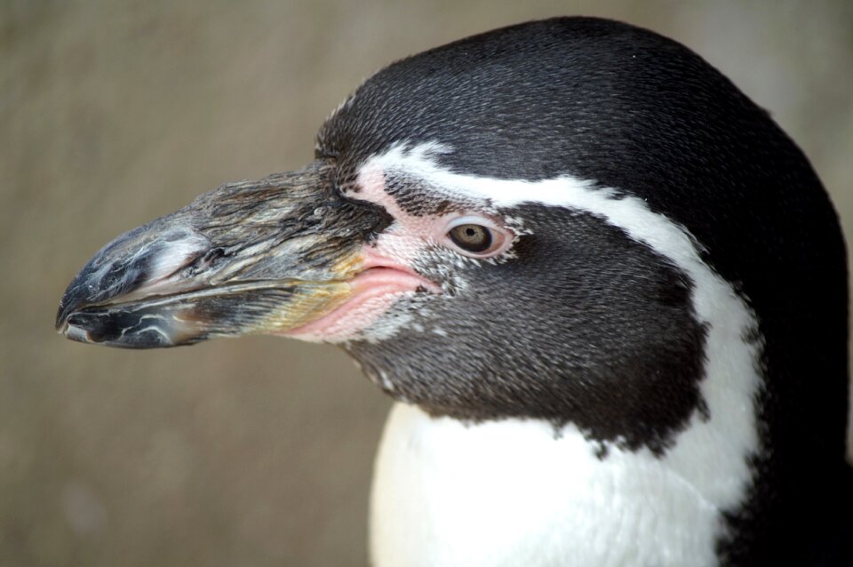 Bird penguins animal world
