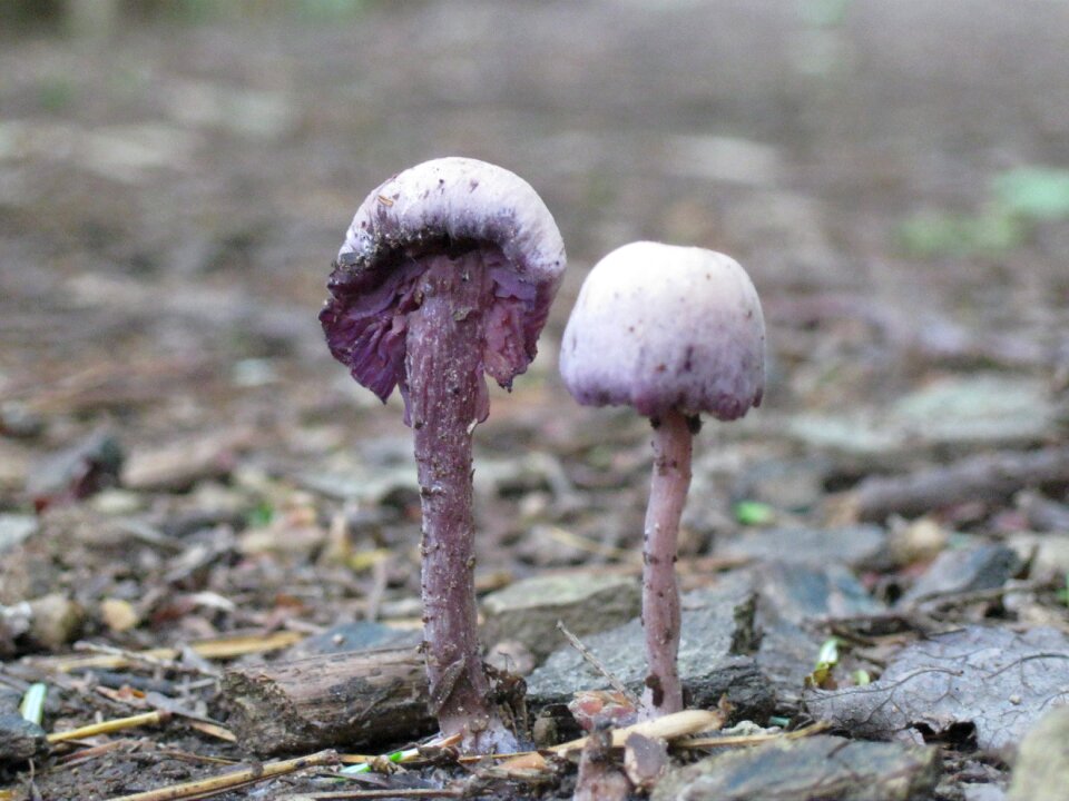 Plant nature biology