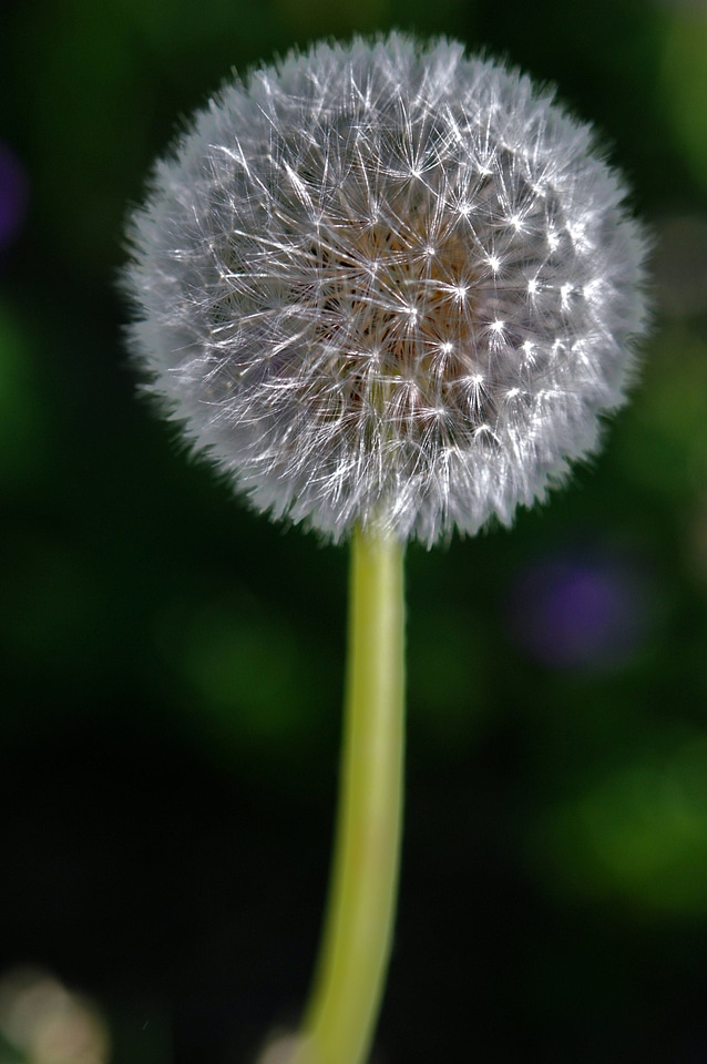 Plant nature sun