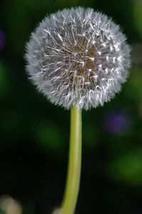 Plant nature sun