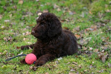 Pet dogs brown