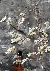 Blooms spring plant